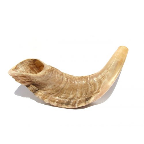 Shofar Trumpets for Sale, Kudu and Ram's horn Shofars.