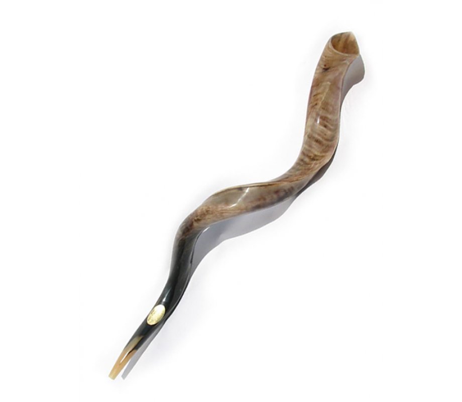 2 Extra Large Yemenite Polished Shofars 40