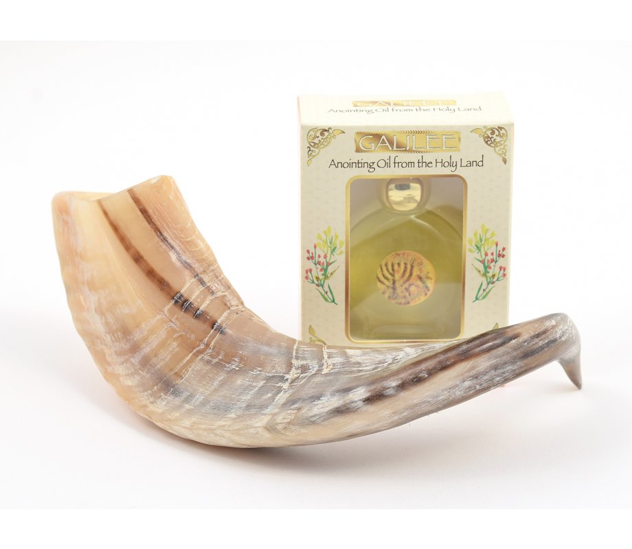 Anointing Shofar Made of a Natural Ram's Horn + Galilee Anointing Oil Frankincense and Myrrh
