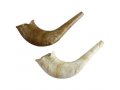 Children's Natural Color Plastic Shofar - Large