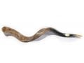 Extra Large Kosher Yemenite Shofar Kudu Polished