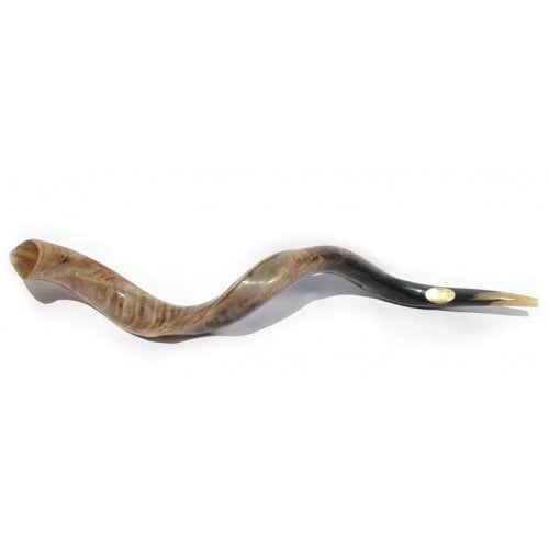 Extra Large Kosher Yemenite Shofar Kudu Polished