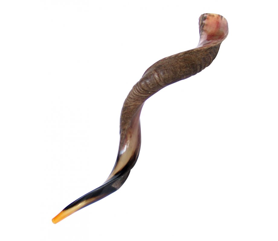 Extra Large Yemenite Kudu Shofar - Half Polished Half Natural