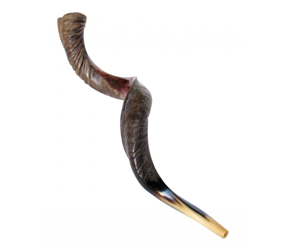 Extra Large Yemenite Kudu Shofar - Half Polished Half Natural