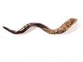 Hand Sculpted Yemenite Shofar - Jerusalem