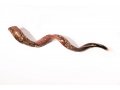 Hand Sculpted Yemenite Shofar - Seven Species