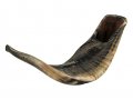 Large Black Rams Horn Shofar - Natural