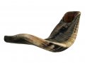Large Black Rams Horn Shofar - Natural