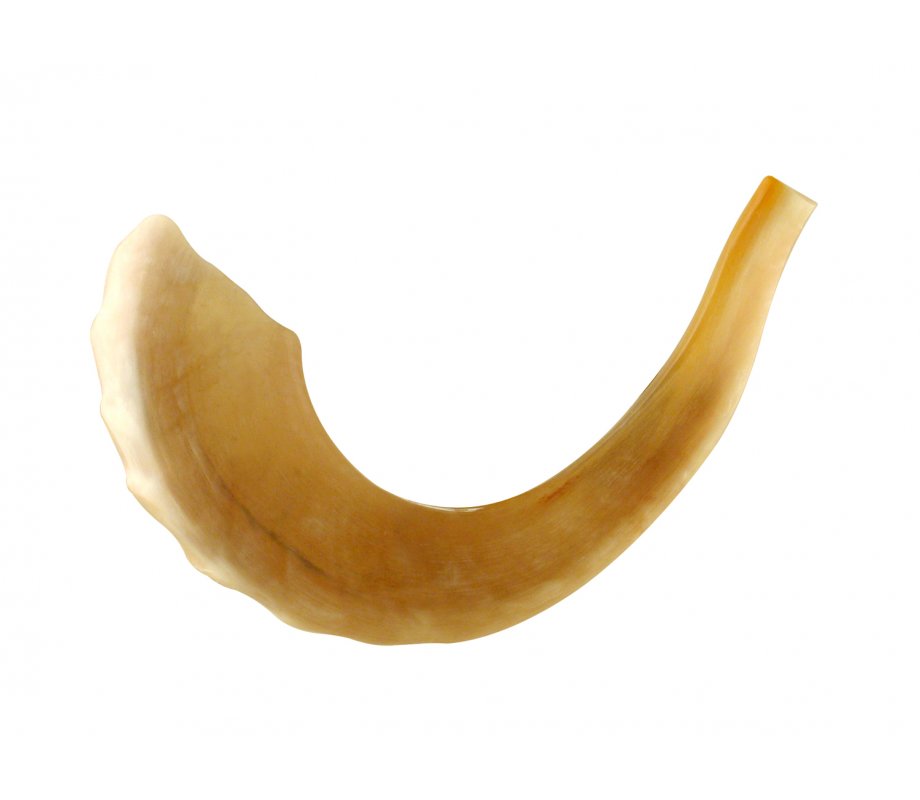 Large Ram's Horn Kosher Shofar Polished Made in Israel