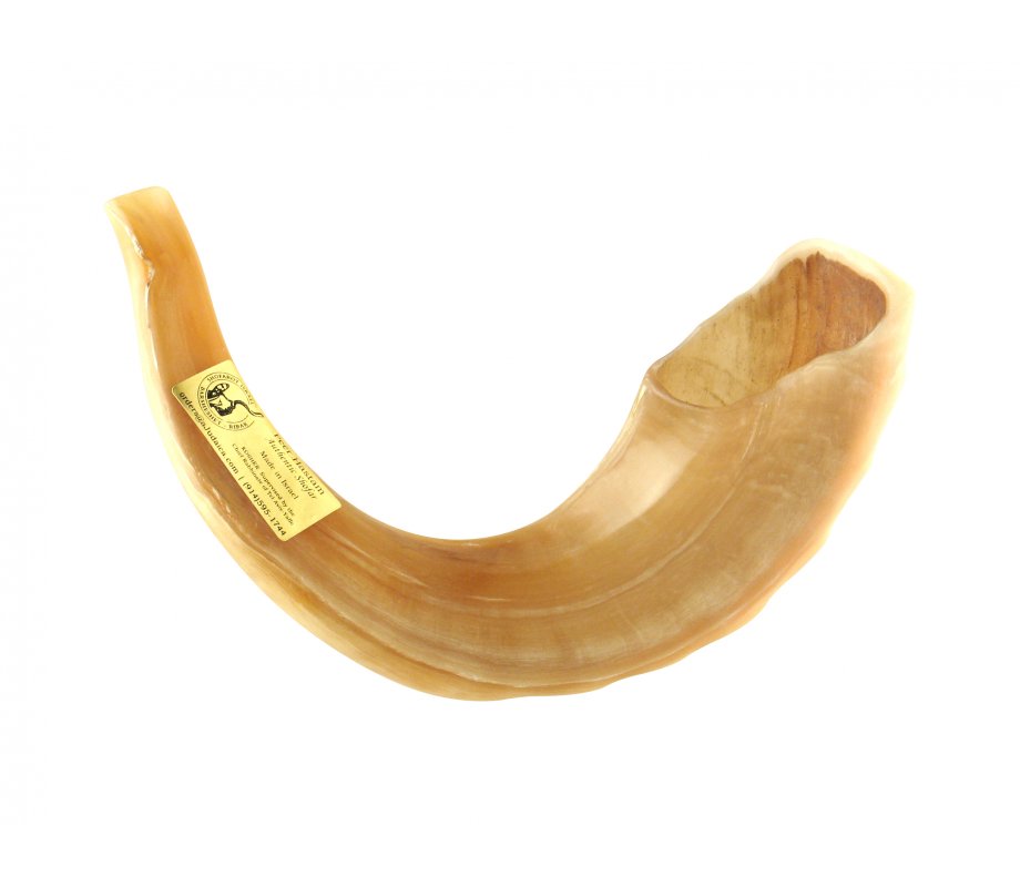 Large Ram's Horn Kosher Shofar Polished Made in Israel