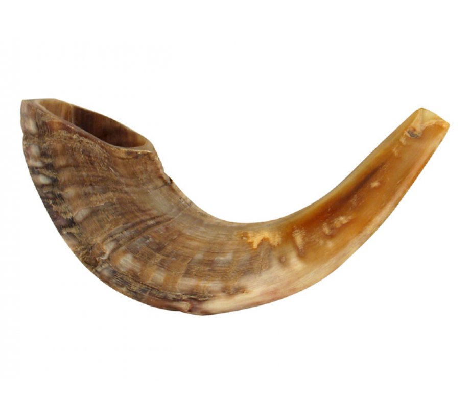 Medium Rams Horn Shofar - Natural
