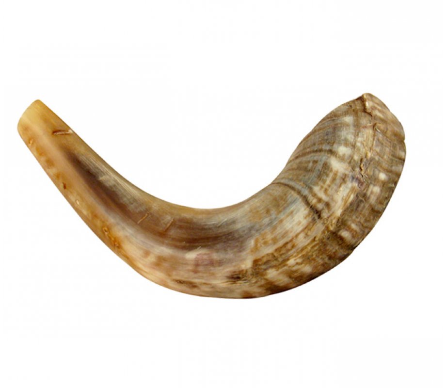 Medium Rams Horn Shofar - Natural
