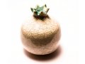 Michal Ben Yosef Decorative Ceramic Pomegranate – White