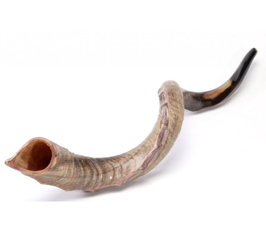 Nostalgia Crown Design Yemenite Shofar - Natural