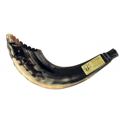 Ram's Horn Shofar Moroccan Style Dark Color with Crown Cut