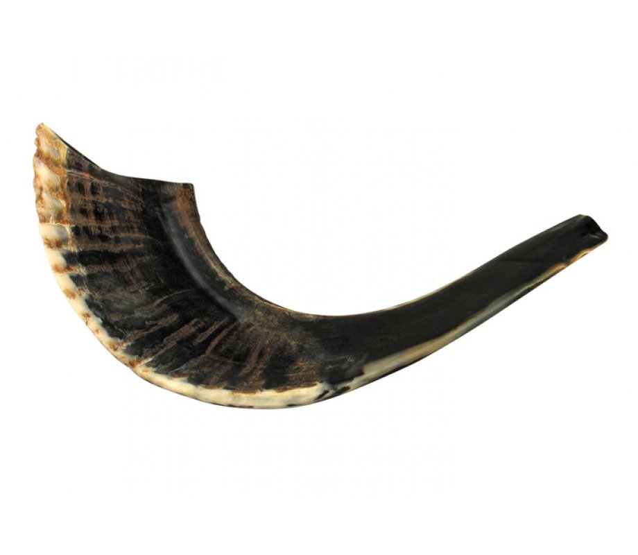 Small Black Rams Horn Shofar - Natural