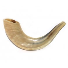 Small Rams Horn Shofar - Polished